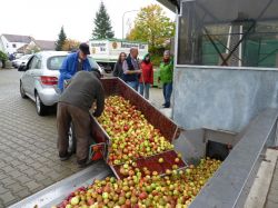Obsternte Und Maischen 2012 24